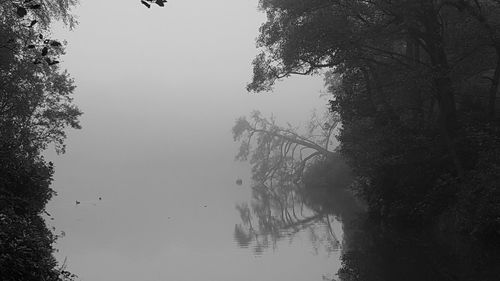 Reflection of trees in lake