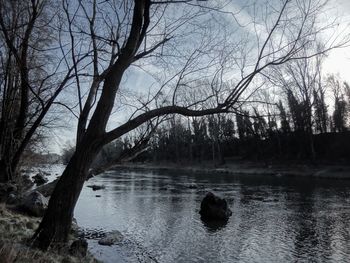 Bare trees by lake in forest against sky