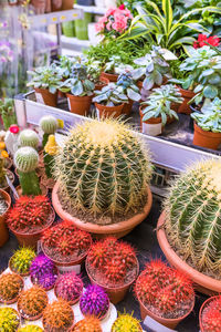 High angle view of succulent plants in market