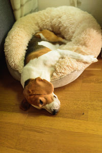 Portrait of a young, tri-colored beagle dog laying on its bed with head on the floor.