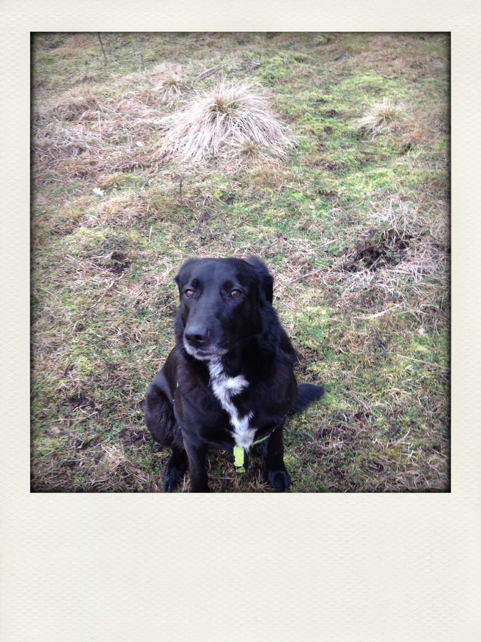 dog, pets, animal themes, one animal, domestic animals, mammal, transfer print, grass, auto post production filter, black color, looking at camera, portrait, field, high angle view, animal head, relaxation, no people, sitting, black, full length