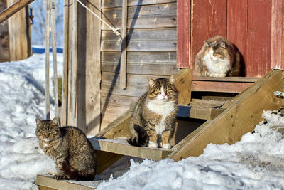 Close-up of cat on snow