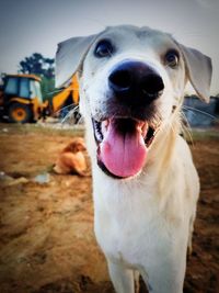 Close-up portrait of a dog