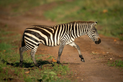 Side view of zebra standing on field
