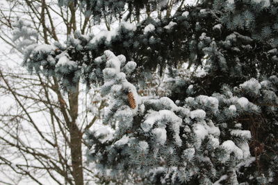 Close-up of snow on tree in forest