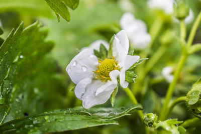 Close-up of flower blooming outdoors