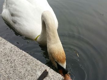 High angle view of swan swimming in lake