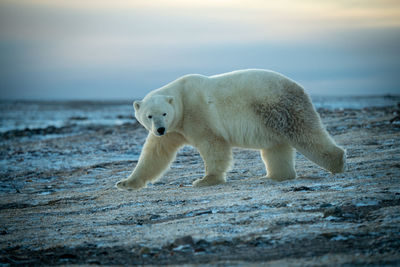 Polar bear walks across flat rocky tundra