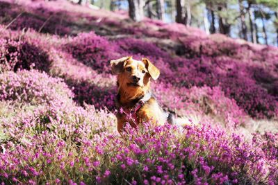 High angle view of a dog on field