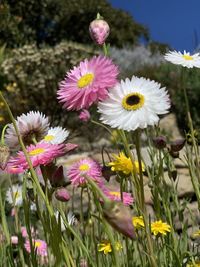 Close-up of pink flowers on field