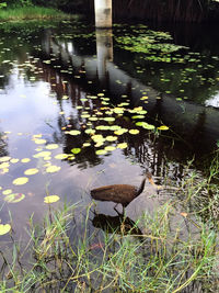 High angle view of plants floating on lake