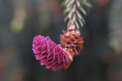 Close-up of pink flowering plant