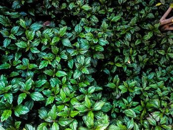 Full frame shot of fresh green plants