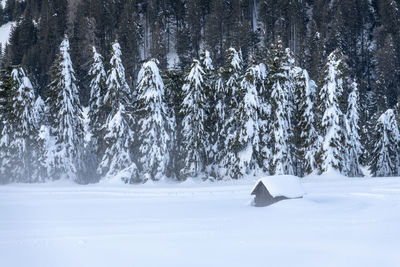 Snow covered trees on field during winter