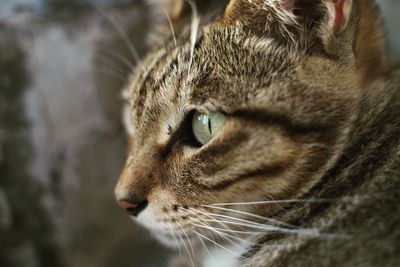 Close-up of a cat looking away