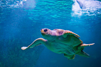 Sea turtle swimming at aquarium