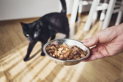 Cropped hand of person holding food for cat at home