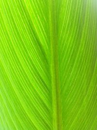 Full frame shot of green leaves