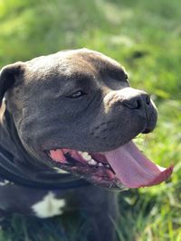 Close-up of a dog