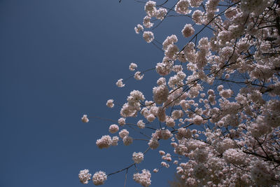 Low angle view of cherry blossoms against sky