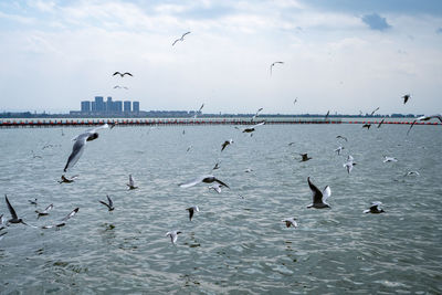 Seagulls flying over sea