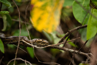 African rock python juvenile in the jungles of loango national park, gabon