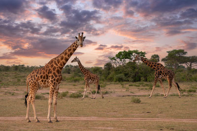 Baringo giraffe, giraffa camelopardalis, murchison falls national park, uganda