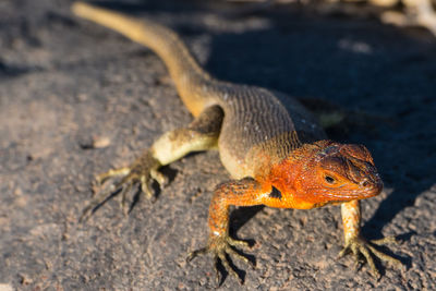 Close-up of alert lizard on rock