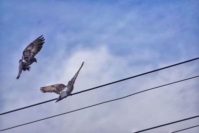 Low angle view of seagulls flying against sky