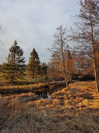 Bare trees in forest against sky