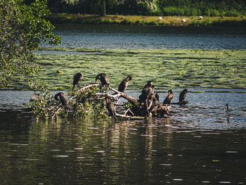View of swans swimming in lake