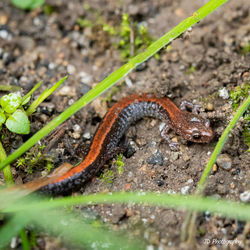High angle view of lizard on field
