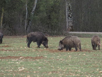 Horse grazing on field