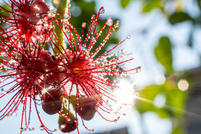 Close-up of red flowering plant