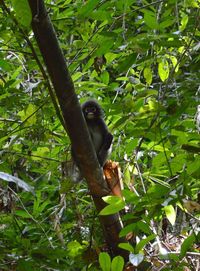 Low angle view of monkey perching on tree