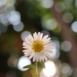 Close-up of white daisy flower