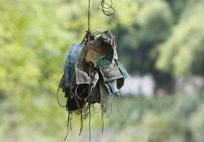 Close-up of dead plant hanging on metal outdoors