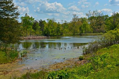 Scenic view of lake in forest against sky