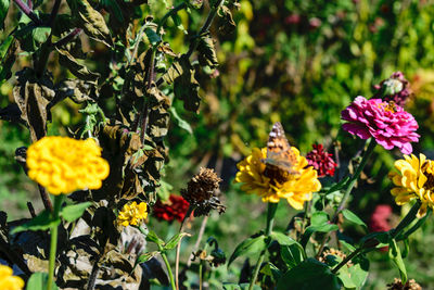 Close-up of honey bee on yellow flowers