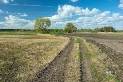 Tractor wheel tracks in field, trees and white clouds on blue sky - sunny spring day