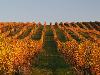 Scenic view of vineyard against sky