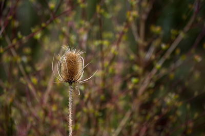 Flower of single wild teasel dipsacus fullonum in front of blurred background. 