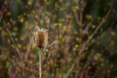 Close-up of wilted dandelion flower