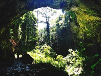 View of trees in forest