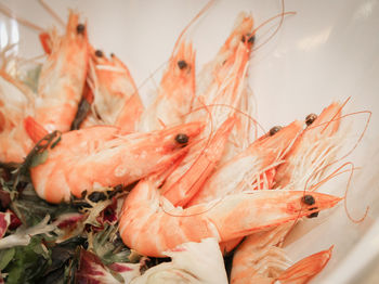 Shrimps in plate