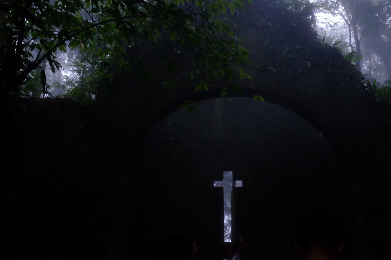 TREES AT CEMETERY