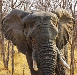 Portrait of elephant in african savanna 