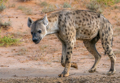 Lone hyena on the hunt