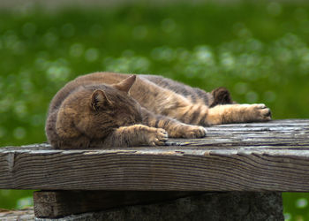 Cat sleeping on wood