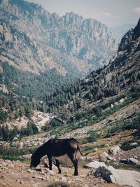 View of a horse on land